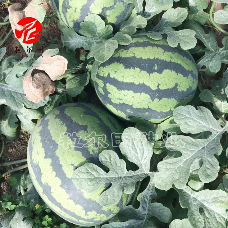 粒尓田甜王6号西瓜种子花皮红瓤高园型露地大面积种植