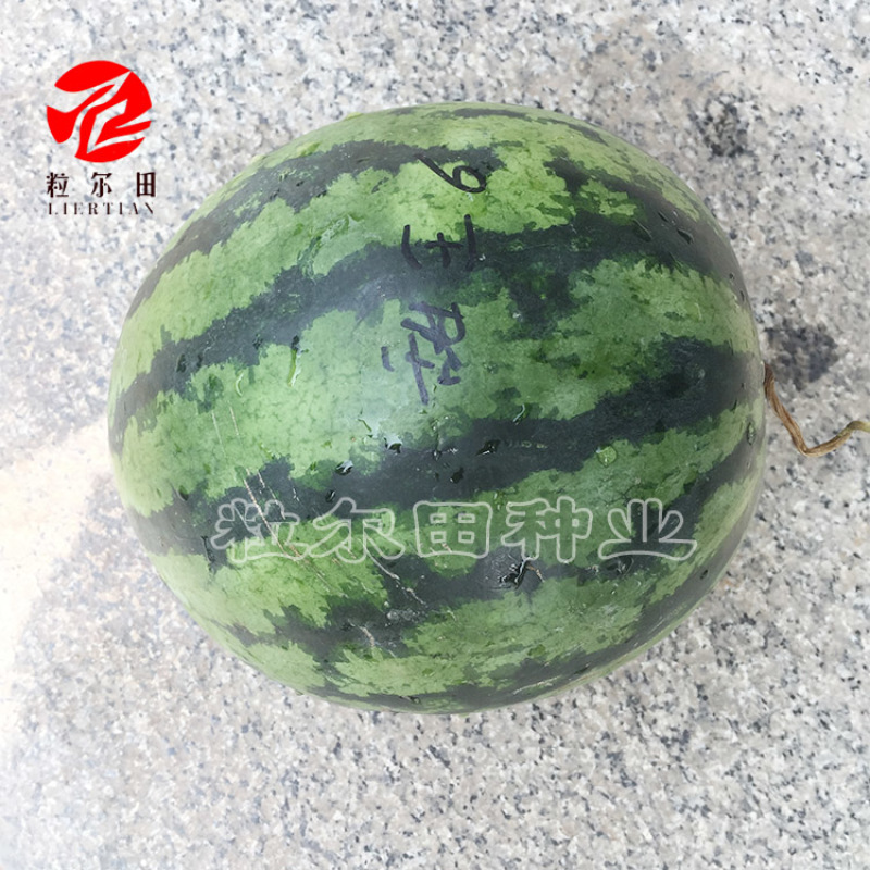 粒尓田甜王6号西瓜种子花皮红瓤高园型露地大面积种植