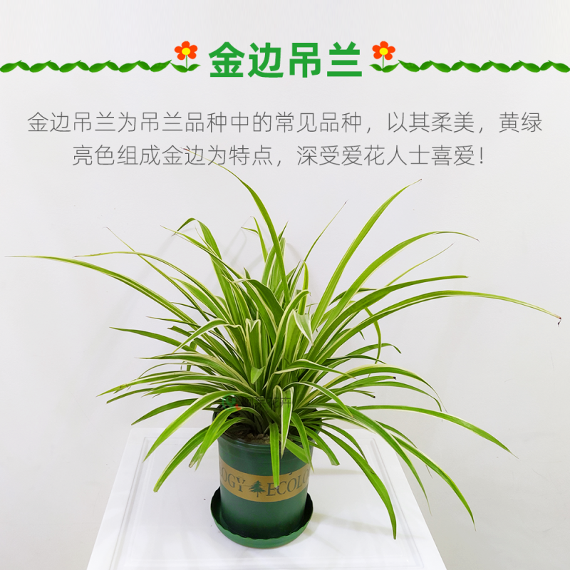 大盆金边吊兰枝繁叶茂金边吊兰好百亩基地直发