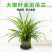 大盆金边吊兰枝繁叶茂金边吊兰好百亩基地直发