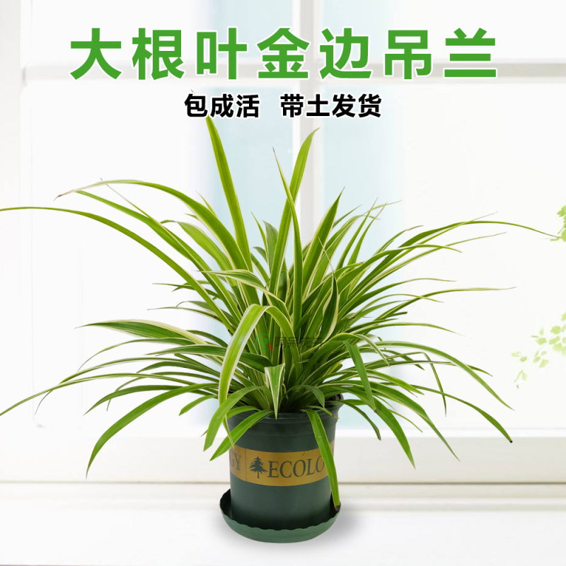 大盆金边吊兰枝繁叶茂金边吊兰好百亩基地直发