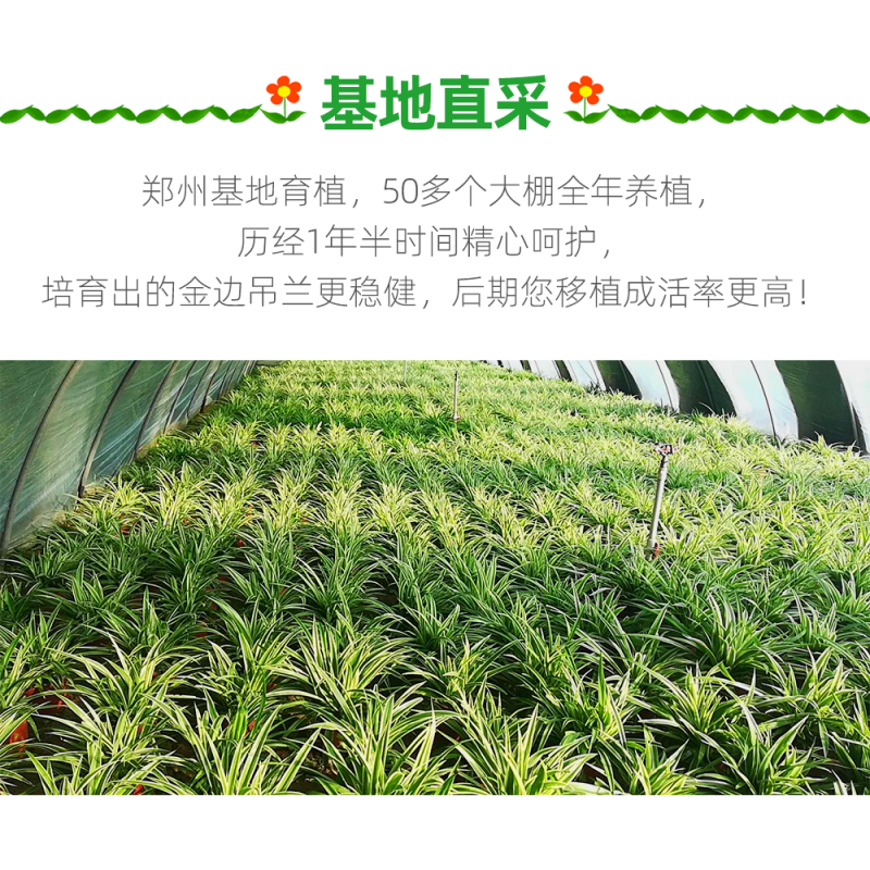 大盆金边吊兰枝繁叶茂金边吊兰好百亩基地直发