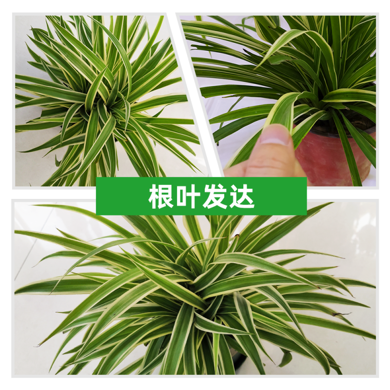 大盆金边吊兰枝繁叶茂金边吊兰好百亩基地直发