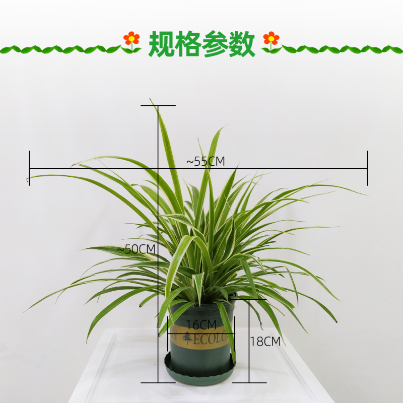 大盆金边吊兰枝繁叶茂金边吊兰好百亩基地直发