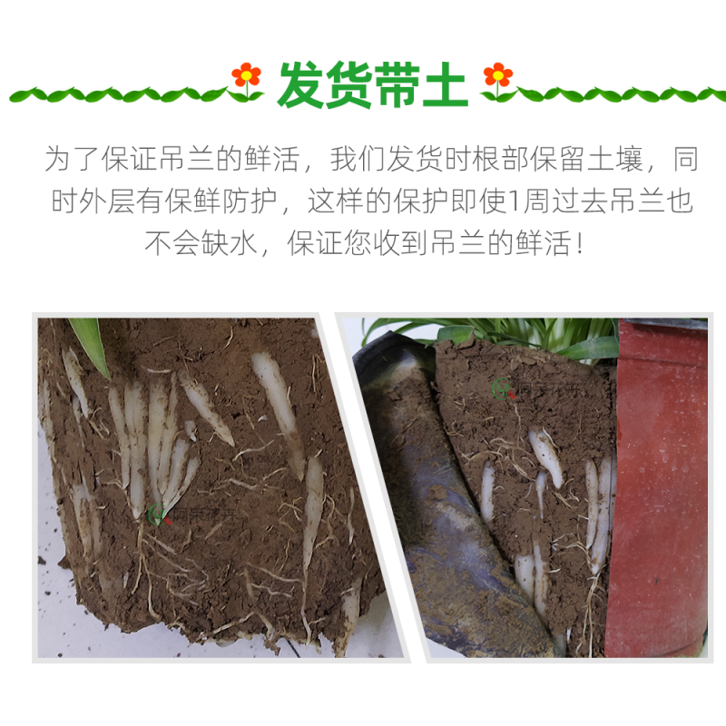 大盆金边吊兰枝繁叶茂金边吊兰好百亩基地直发