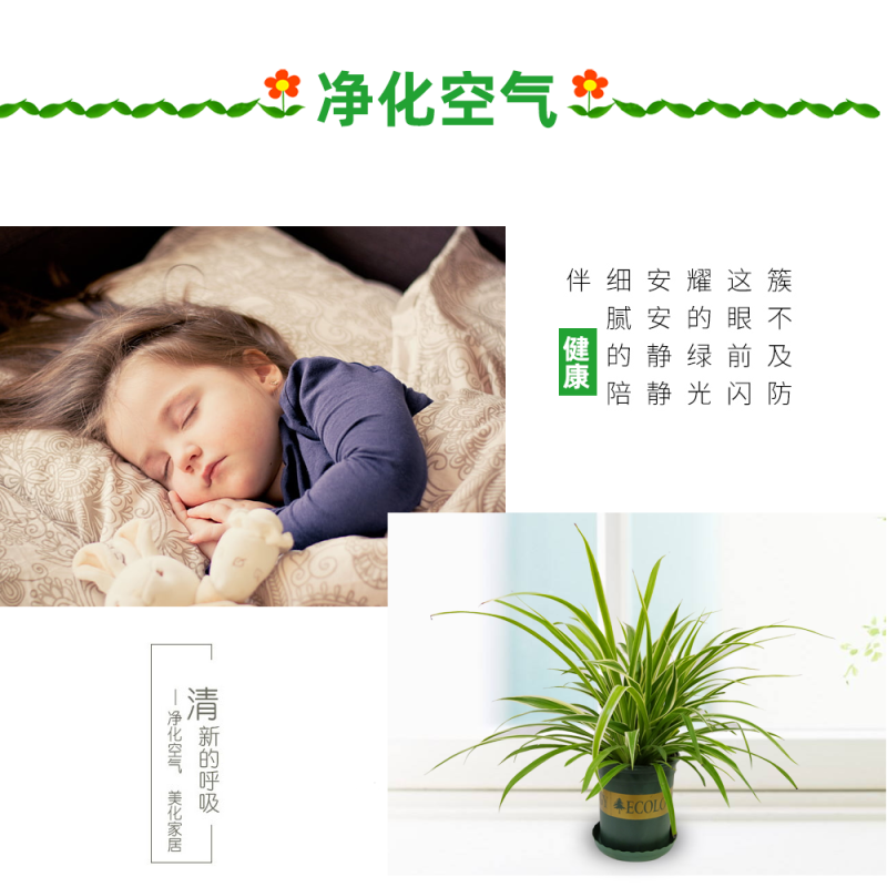大盆金边吊兰枝繁叶茂金边吊兰好百亩基地直发