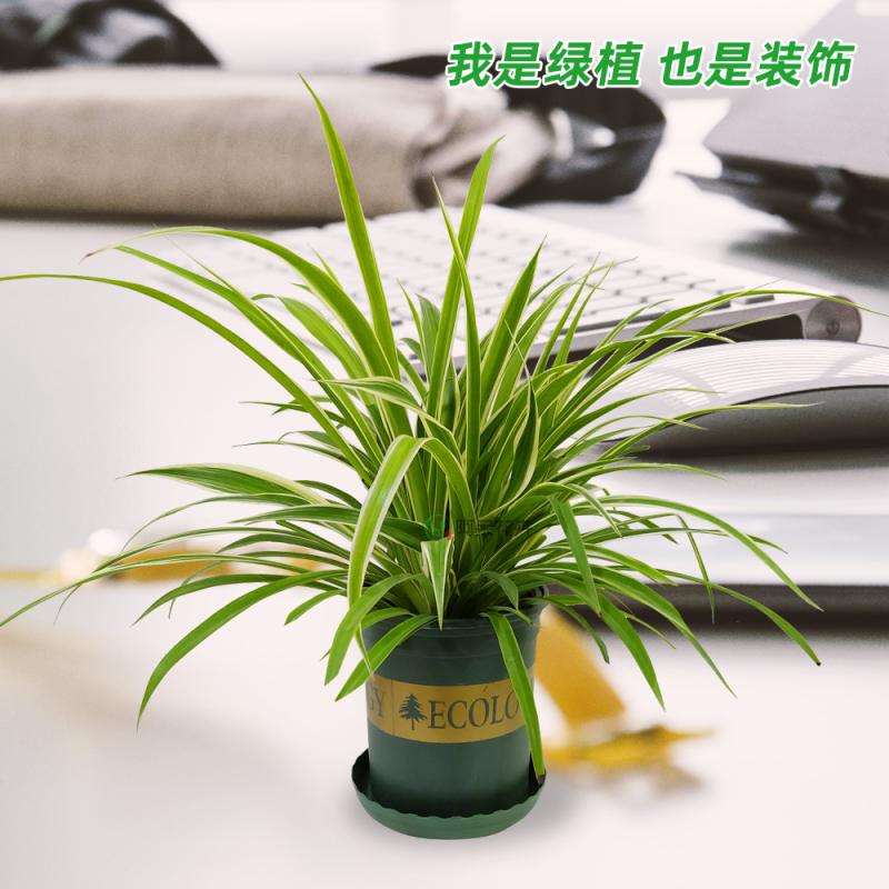 大盆金边吊兰枝繁叶茂金边吊兰好百亩基地直发