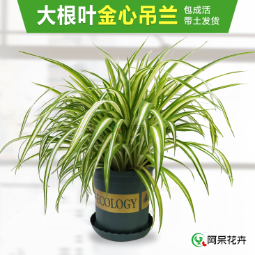 大盆金心吊兰枝繁叶茂金边吊兰好百亩基地直发