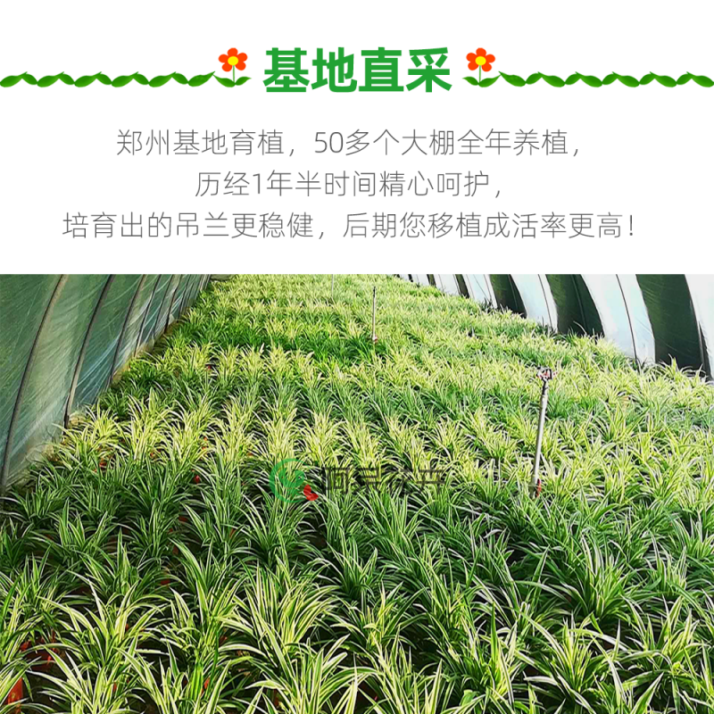 大盆金心吊兰枝繁叶茂金边吊兰好百亩基地直发