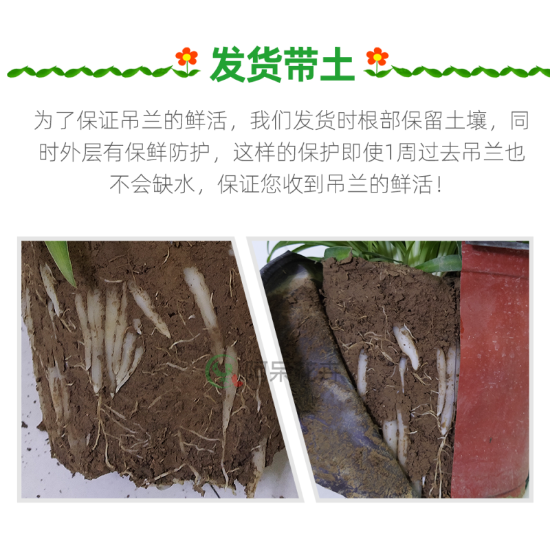 大盆金心吊兰枝繁叶茂金边吊兰好百亩基地直发