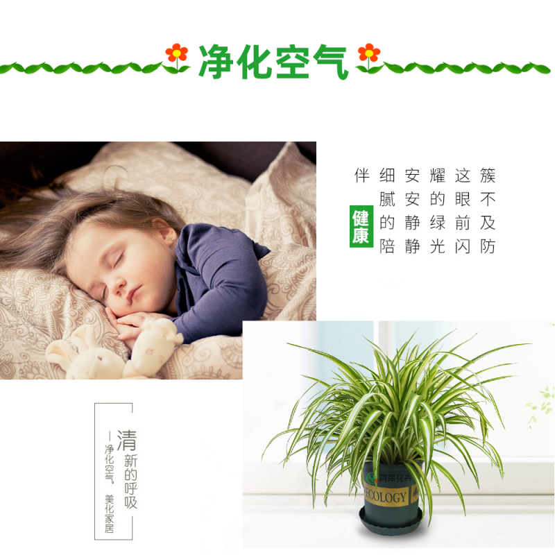大盆金心吊兰枝繁叶茂金边吊兰好百亩基地直发