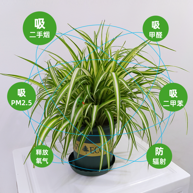 大盆金心吊兰枝繁叶茂金边吊兰好百亩基地直发