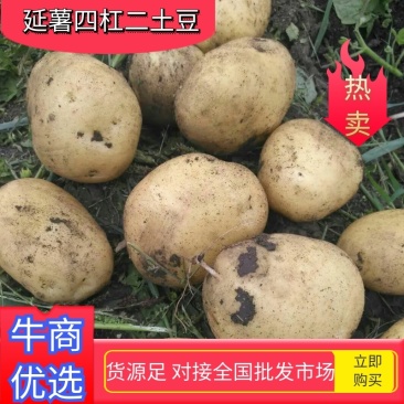 黄金薯，尤金，杠三七，荷兰系列，延薯四杠二土豆，大量上市
