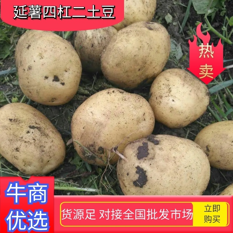黄金薯，尤金，杠三七，荷兰系列，延薯四杠二土豆，大量上市