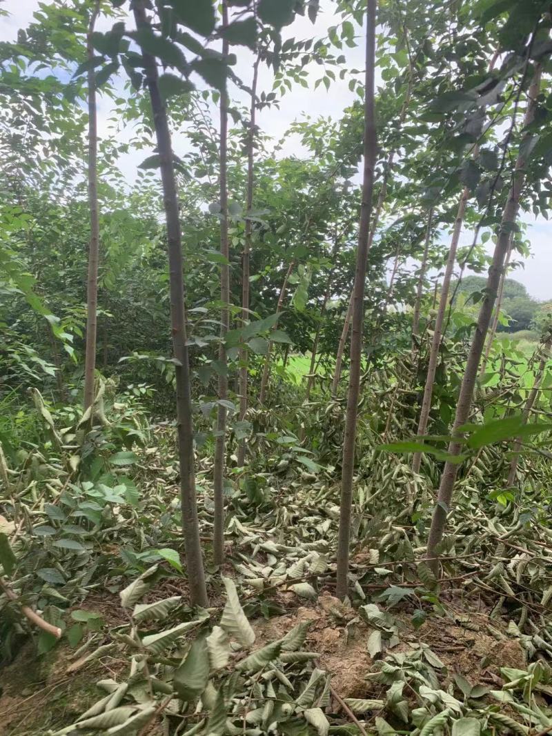 榉树苗，1-3年生榉树小苗，各规格榉树小苗，全国发货
