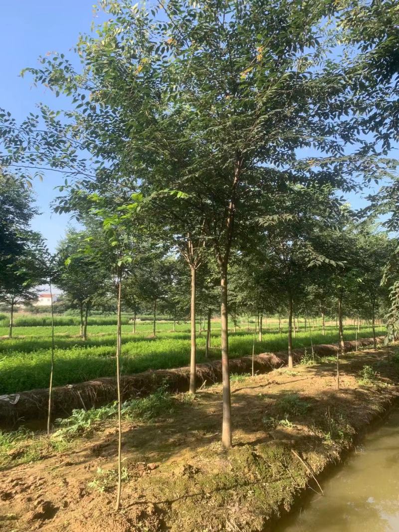 榉树苗，1-3年生榉树小苗，各规格榉树小苗，全国发货
