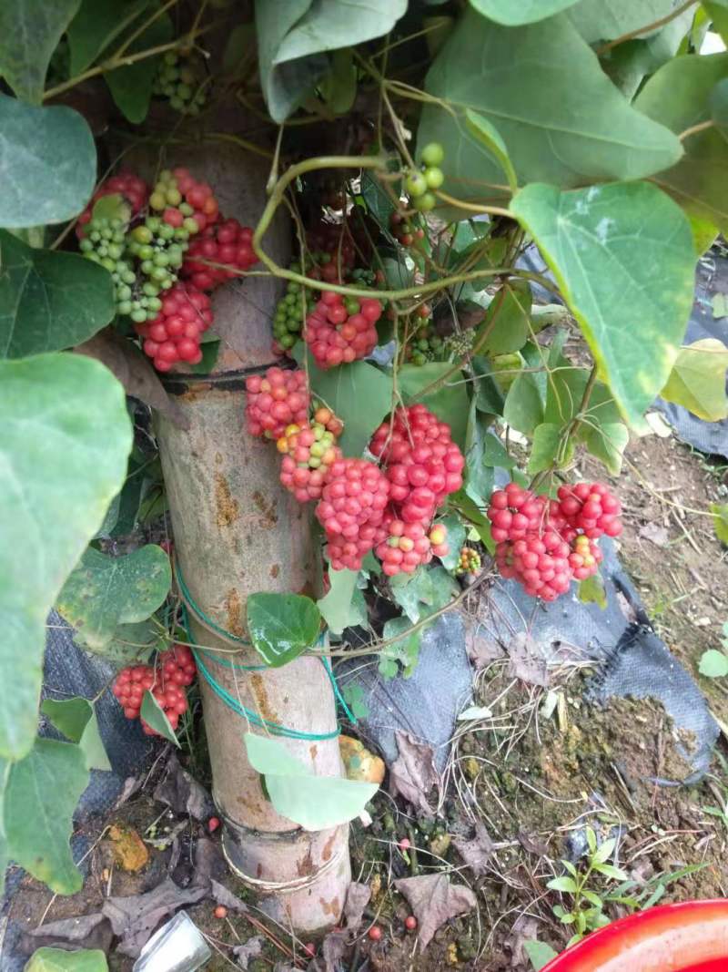 热销防己粉防己（别明千斤藤）生鲜货干货大量上市