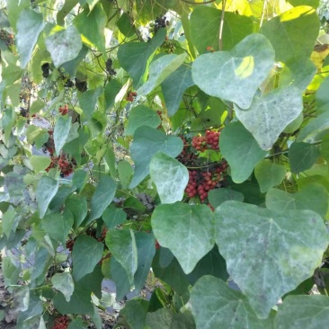 热销防己粉防己（别明千斤藤）生鲜货干货大量上市