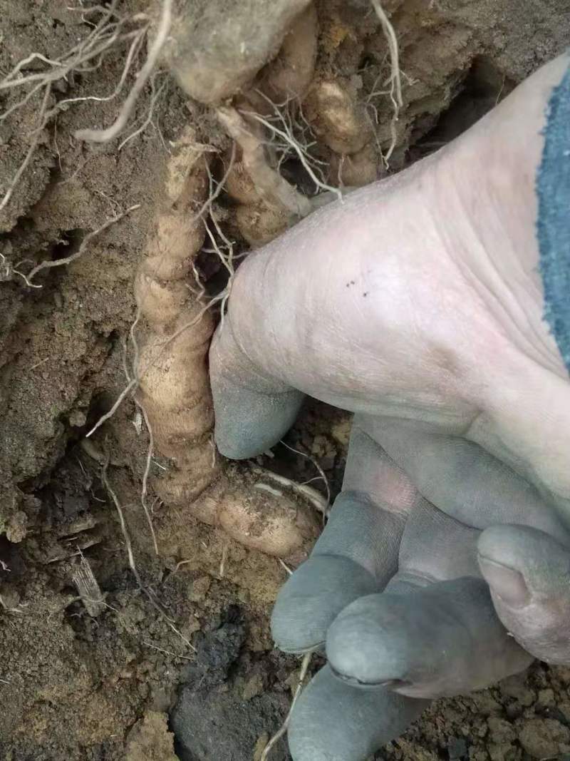 热销防己粉防己（别明千斤藤）生鲜货干货大量上市