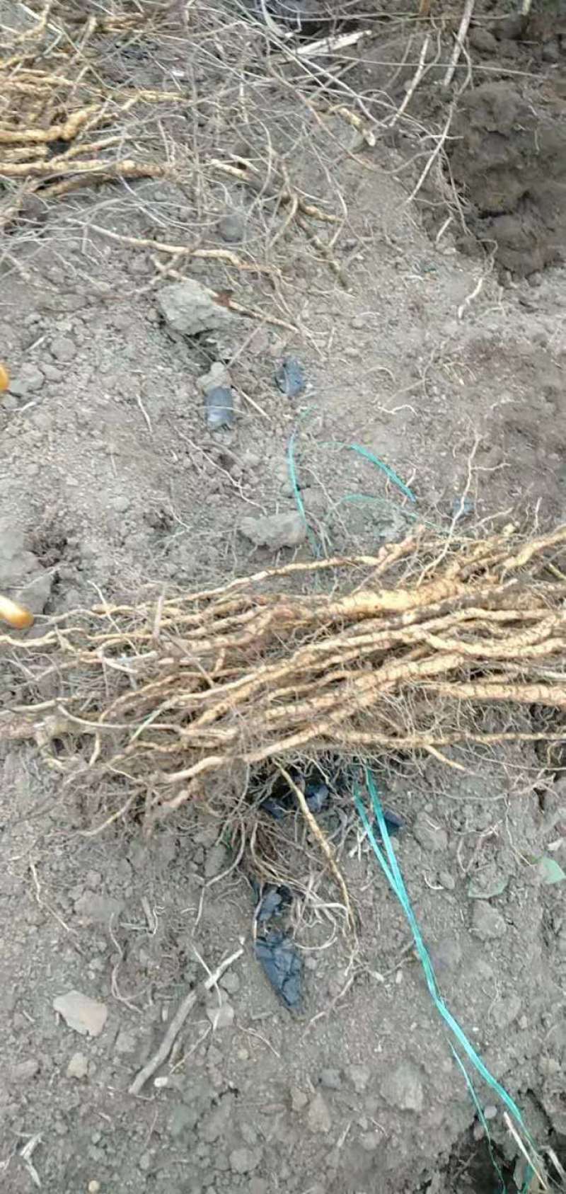 热销防己粉防己（别明千斤藤）生鲜货干货大量上市