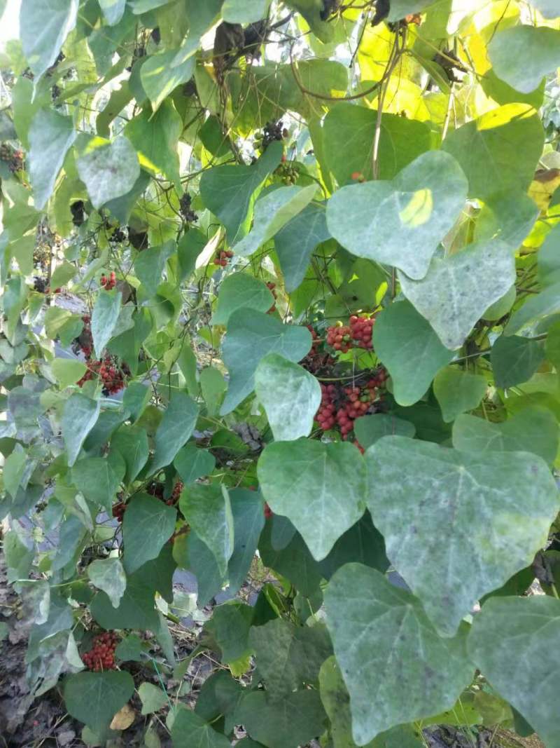 热销防己粉防己（别明千斤藤）生鲜货干货大量上市