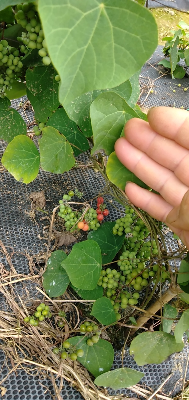 热销防己粉防己（别明千斤藤）生鲜货干货大量上市