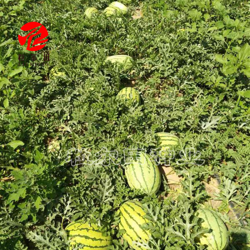 粒尔田金龙西瓜种子金龙西瓜种籽露地基地用种