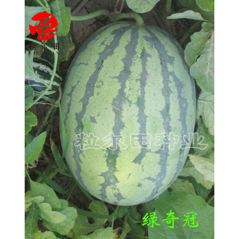 粒尔田绿奇冠西瓜种子可重茬大果西瓜种子红瓤甜皮薄