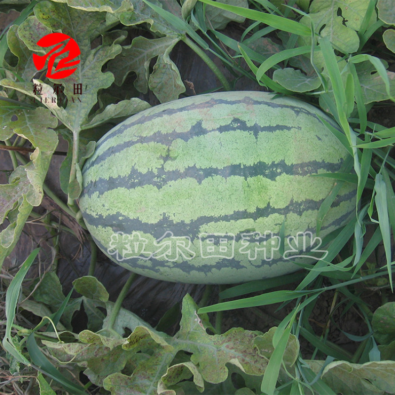 粒尔田花魁西瓜种籽可重茬种大果型椭圆大红瓤西瓜种子