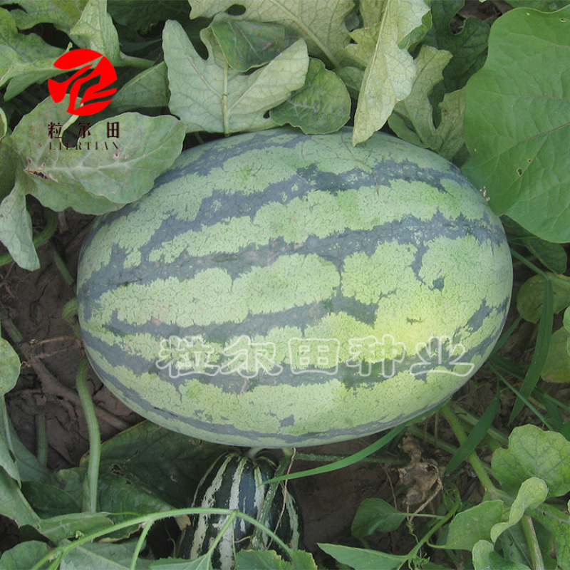 粒尔田花魁西瓜种籽可重茬种大果型椭圆大红瓤西瓜种子