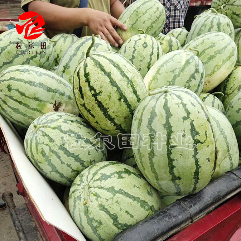 粒尔田双红金城五西瓜种子大果椭圆双红瓤西瓜种子
