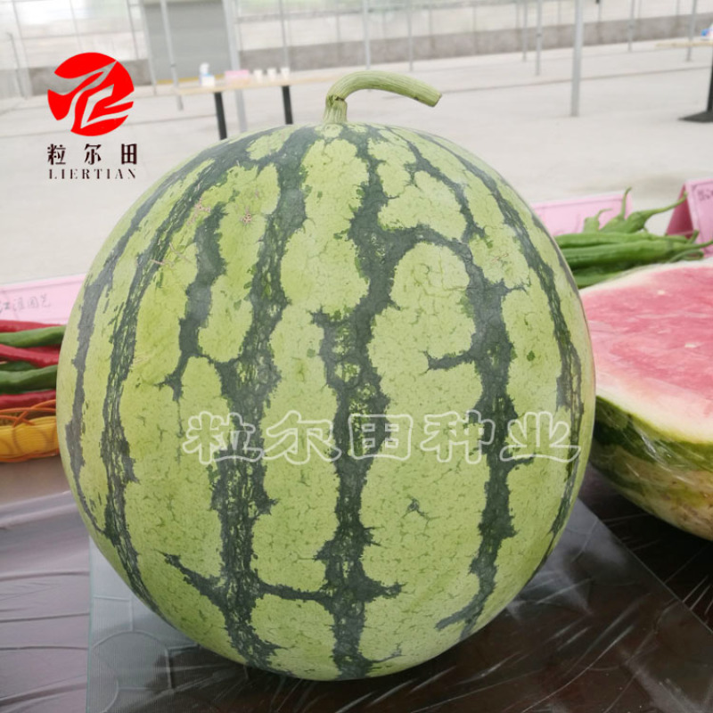 粒尔田蜜都西瓜种子基地大面积种植麒麟西瓜种子