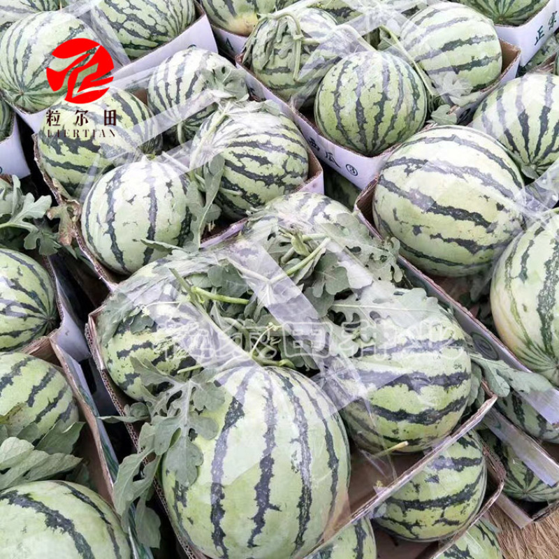 粒尔田蜜都西瓜种子基地大面积种植麒麟西瓜种子