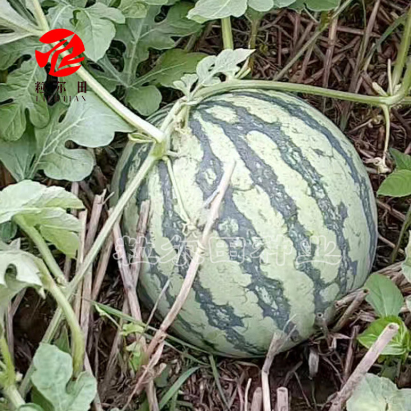 粒尔田蜜都西瓜种子基地大面积种植麒麟西瓜种子