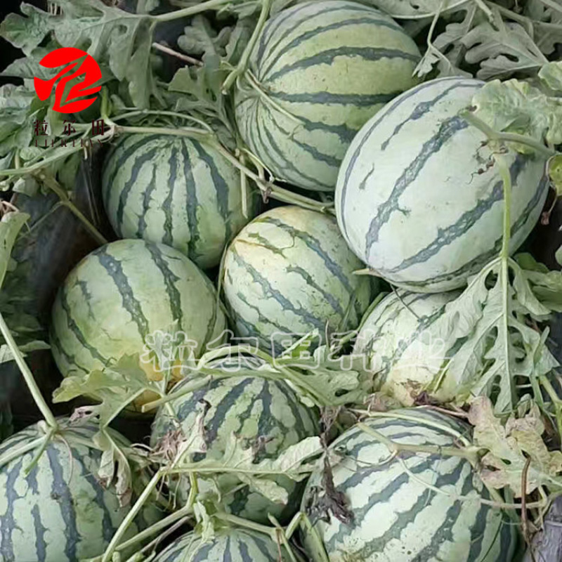 粒尔田蜜都西瓜种子基地大面积种植麒麟西瓜种子