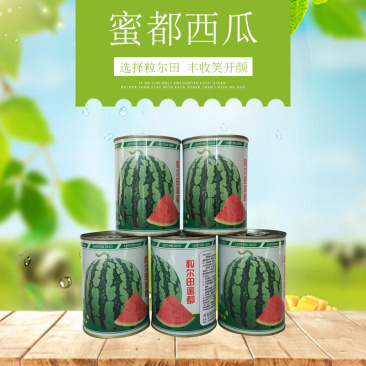 粒尔田蜜都西瓜种子基地大面积种植麒麟西瓜种子