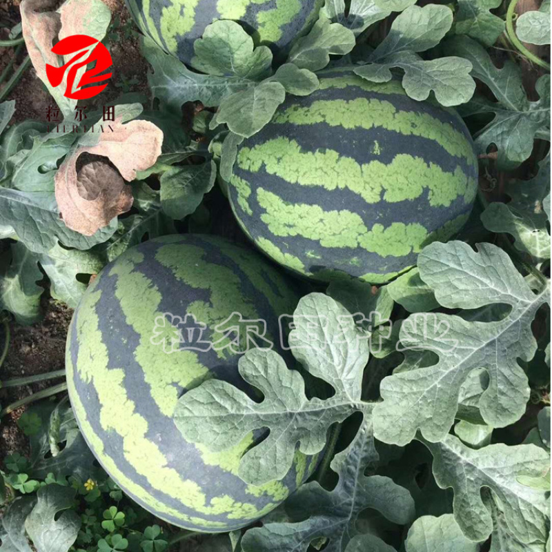 粒尓田菲常甜王7号甜王西瓜种子大果好管理西瓜种籽