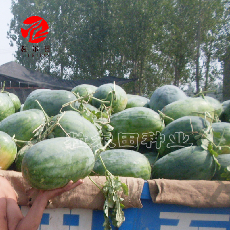 粒尔田懒汉瓜大果西瓜种子大红瓤甜度高可重茬种植