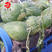 粒尔田懒汉瓜大果西瓜种子大红瓤甜度高可重茬种植