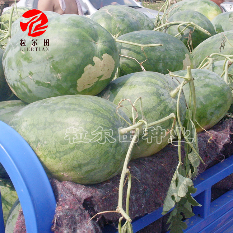 粒尔田懒汉瓜大果西瓜种子大红瓤甜度高可重茬种植