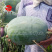 粒尔田懒汉瓜大果西瓜种子大红瓤甜度高可重茬种植