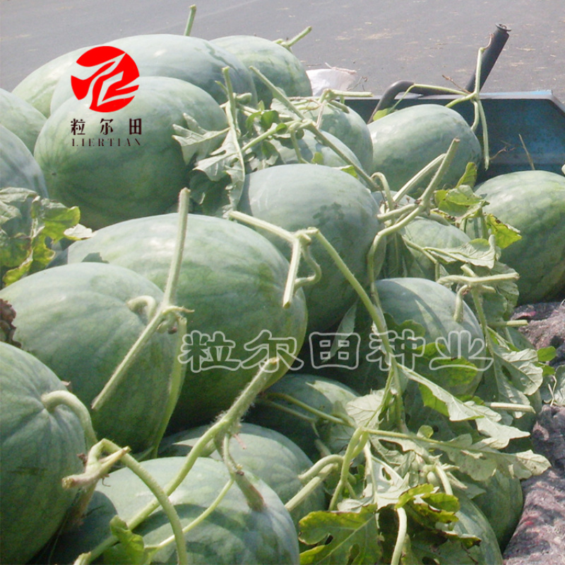 粒尔田懒汉瓜大果西瓜种子大红瓤甜度高可重茬种植