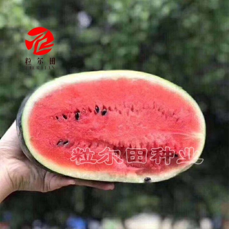 黑美人西瓜种子黑皮红瓤脆沙瓤西瓜种子欢迎订购