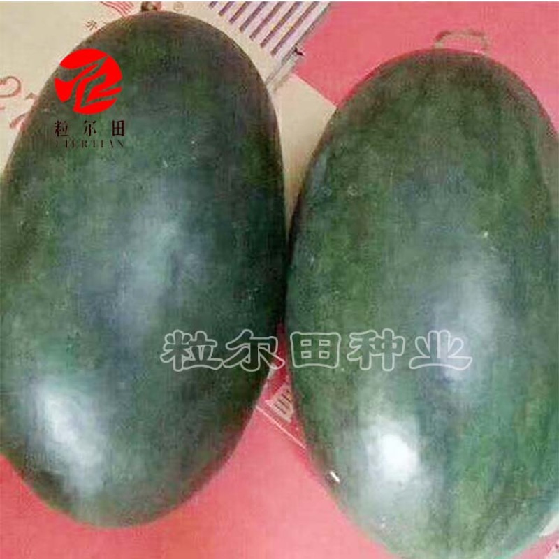 黑美人西瓜种子黑皮红瓤脆沙瓤西瓜种子欢迎订购