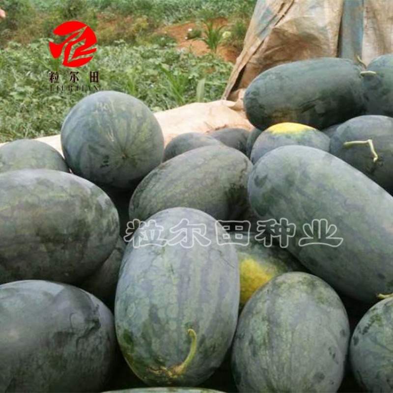 黑美人西瓜种子黑皮红瓤脆沙瓤西瓜种子欢迎订购