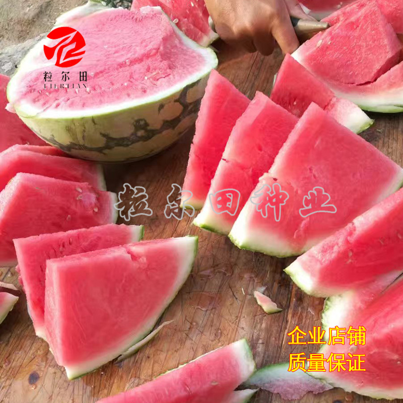 粒尔田懒汉麒麟西瓜种子麒麟西瓜种子水果种子大面积基地种