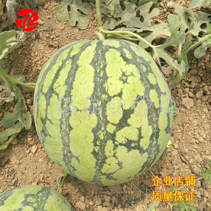 粒尔田懒汉麒麟西瓜种子麒麟西瓜种子水果种子大面积基地种