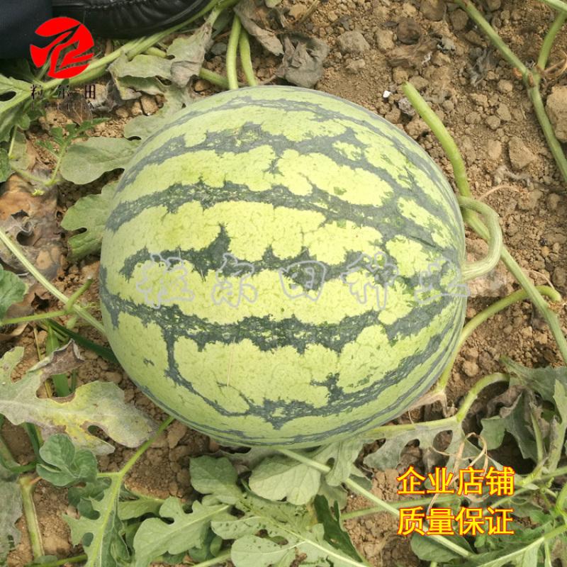粒尔田懒汉麒麟西瓜种子麒麟西瓜种子水果种子大面积基地种