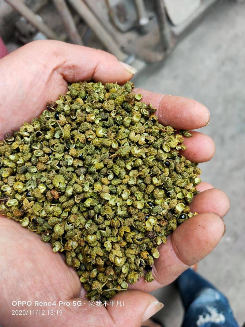 2022年新货昭通青花椒云南青花椒特香特麻产地直发新椒