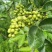 2022年新货昭通青花椒云南青花椒特香特麻产地直发新椒